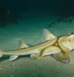 Heterodontus portusjacksoni