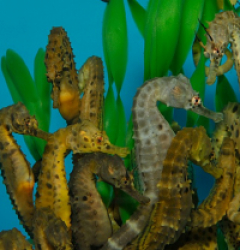 Hippocampus abdominalis (pair) - T.B. (Temperate water)