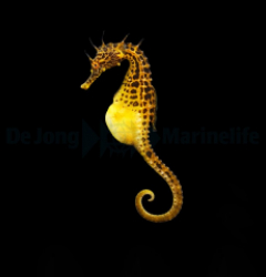 Hippocampus abdominalis (male) - T.B. (Temperate water)