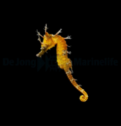 Hippocampus erectus (Yellow) - DJM Bred