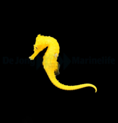 Hippocampus erectus (Bright Yellow) - DJM Bred