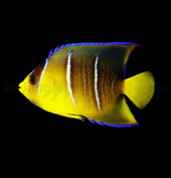 Holacanthus bermudensis