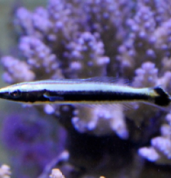 Hologymnosus annulatus