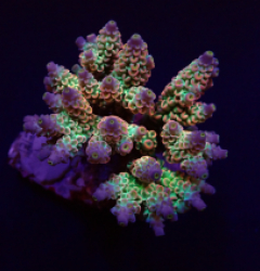 Acropora tenuis (Rainbow)