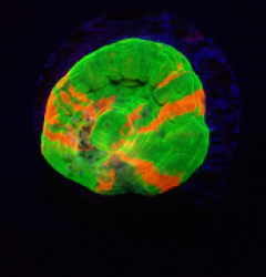 Homophyllia australis (Bleeding Apple) (frag) o 015