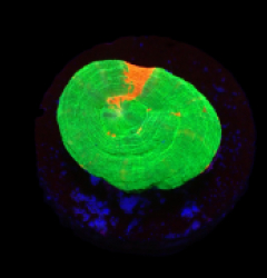 Homophyllia australis (Bleeding Apple) (frag) o 053