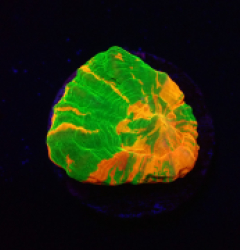 Homophyllia australis (Bleeding Apple) (frag) o 153