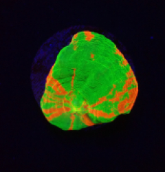 Homophyllia australis (Bleeding Apple) (frag) o 182