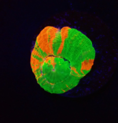 Homophyllia australis (Bleeding Apple) (frag) o 222