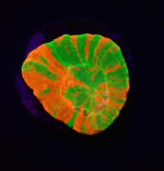 Homophyllia australis (Bleeding Apple) (frag) o 289