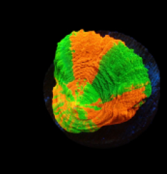 Homophyllia australis (Bleeding Apple) (frag) pb 246