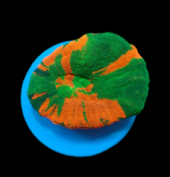 Homophyllia australis (Bleeding Apple) (frag)