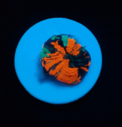 Homophyllia australis (War Paint) (frag)