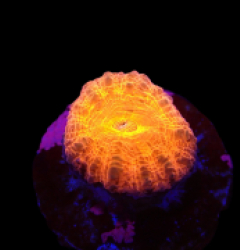 Homophyllia australis (Red) (frag) o 118