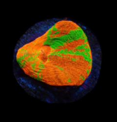Homophyllia australis (Rev.Bleeding Apple) (frag) pb 519