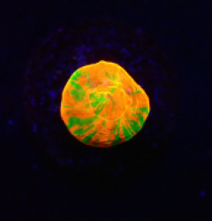 Homophyllia australis (Rev.Bleeding Apple) (Spawned) o 181