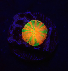 Homophyllia australis (Rev.Bleeding Apple) (Spawned) o 387