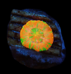 Scolymia australis (Rev.Bleeding Apple) (Captive Spawned)