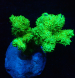 Hydnophora spp. (Green) (frag)