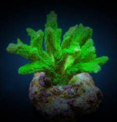 Hydnophora spp. (Green) (frag)