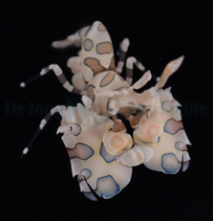 Hymenocera picta - T.B.