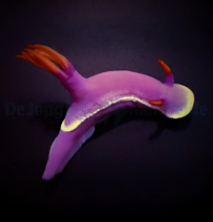 Hypselodoris apolegma