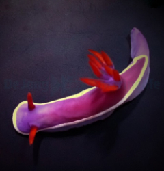 Hypselodoris bullockii