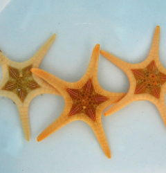 Iconaster longimanus (Albino)