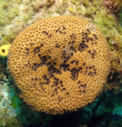 Ircinia felix