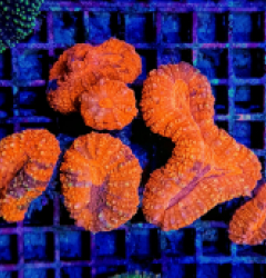 Lobophyllia spp. (Orange/Red Ultra)
