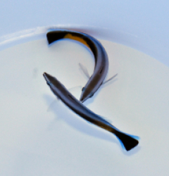 Labroides dimidiatus (Tonga)