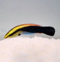 Labroides pectoralis