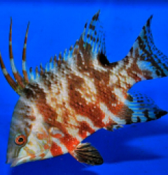 Lachnolaimus maximus