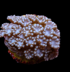 Alveopora spp. (frag)