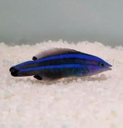 Larabicus quadrilineatus