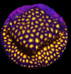 Leptastrea sp, (Yellow Center) (DJM Grown) o 264