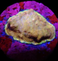 Leptoseris sp. (Premium) (DJM frag) o 136