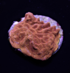 Leptoseris spp. (Premium)