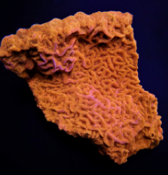 Leptoseris spp. (Ultra)