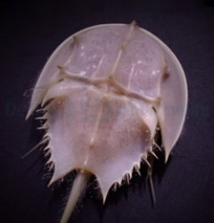 Limulus polyphemus