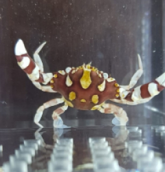 Lissocarcinus laevis