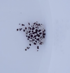 Lissocarcinus orbicularis