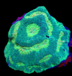 Lobophyllia rowleyensis (Green)