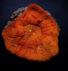 Lobophyllia rowleyensis (Red)