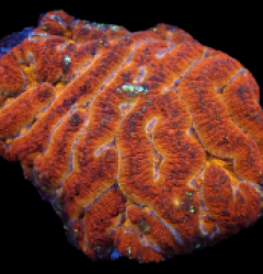 Lobophyllia sp. (Heart of Gold) (XL) pb 066