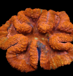 Lobophyllia sp. (Orange-Red Ultra) (L) pb 393