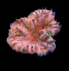 Lobophyllia sp (Pink) (S) pb 148