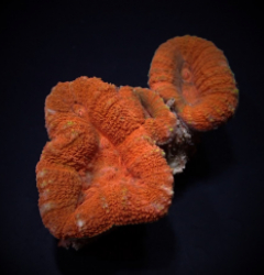 Lobophyllia spp. (Orange-Red)