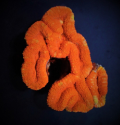 Lobophyllia spp. (Orange-Red) (Ultra)