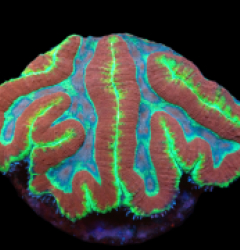 Lobophyllia valenciennesi (Premium) (L) pb 161